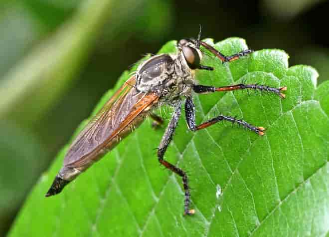 昆虫図鑑・サキグロムシヒキ